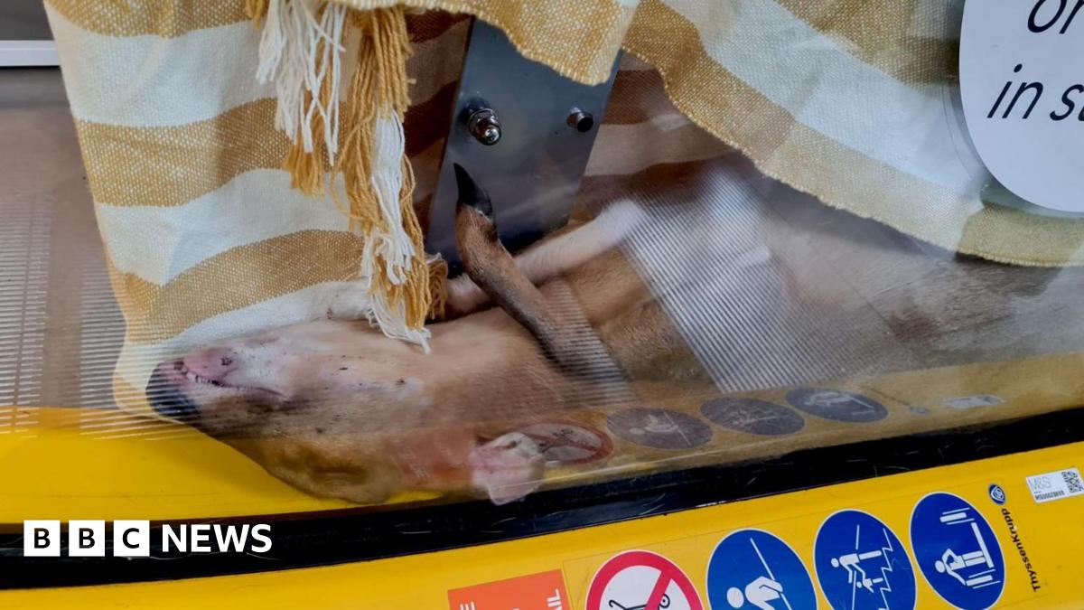 A female muntjac deer caught in an escalator. The animal is on its back and has a white and yellow striped towel or blanket over it.