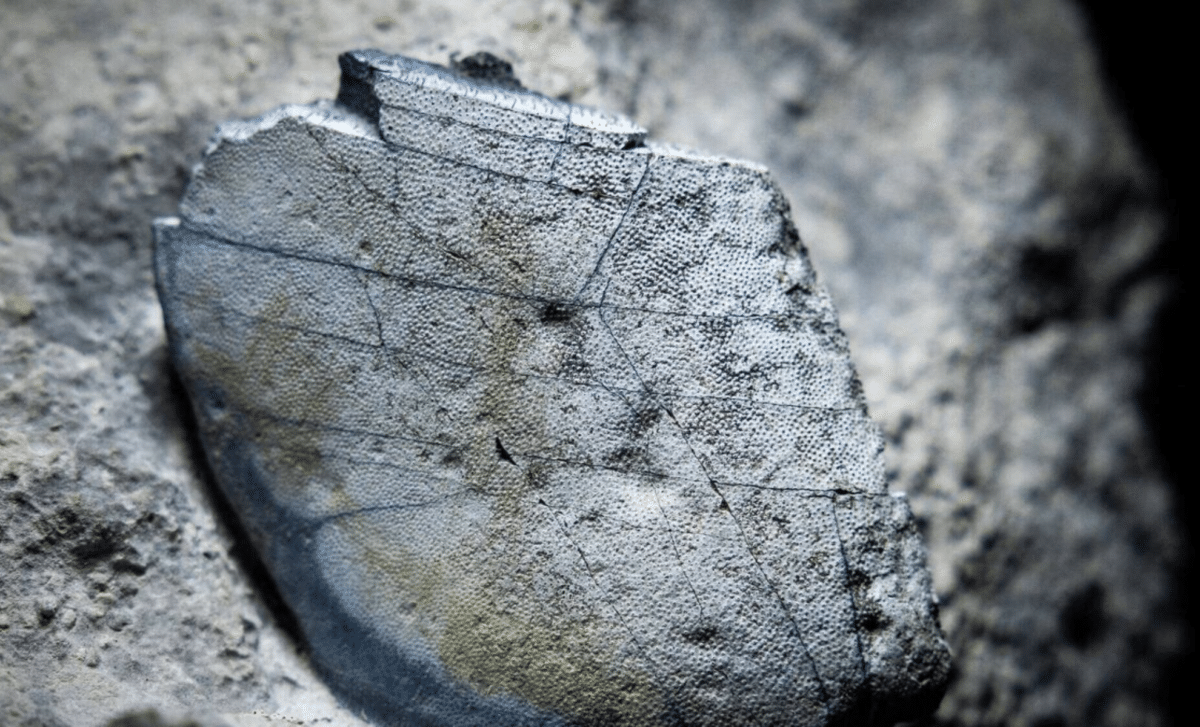 330 Million Year Old Shark Remains Unearthed In Ireland Reveal A Lost Prehistoric Ocean