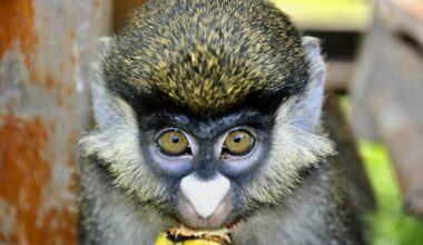 As wildlife trade expands, so do pathways for disease spillover to humans