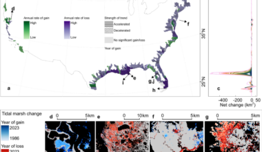 The accelerating loss and shifting dynamics of US tidal wetlands