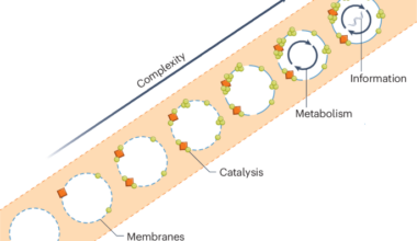 Protobiosignatures in the framework of early life detection