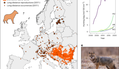 Human shielding from wolves facilitates jackal expansion across Europe