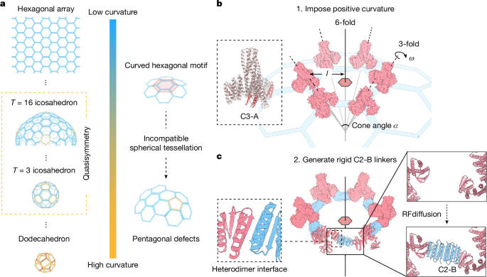 De novo design of quasisymmetric two-component protein cages