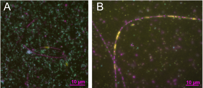 Mobile intron RNA from a bacterial predator accumulates in dead archaeal cells