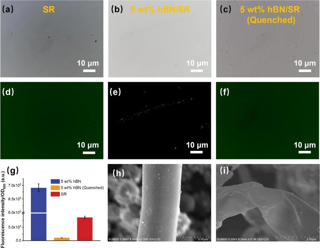 Investigation of the antifungal mechanism of hBN/SR elastomer lattices. Image via Advanced Composites and Hybrid Materials.