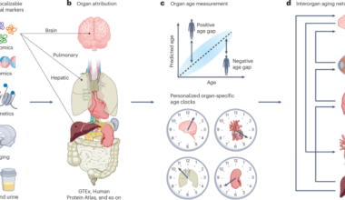 From whole-body to organ-specific biological age clocks