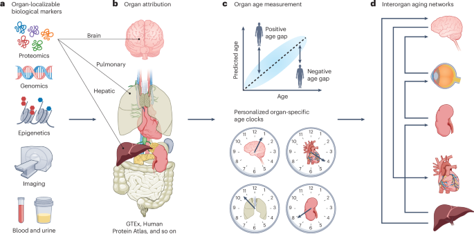 From whole-body to organ-specific biological age clocks