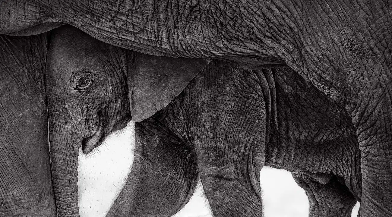 GDT Nature Photographer of the Year 2026