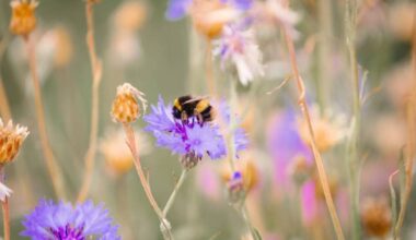 Walks and talks for Biodiversity Week in Cork's Little Island tomorrow