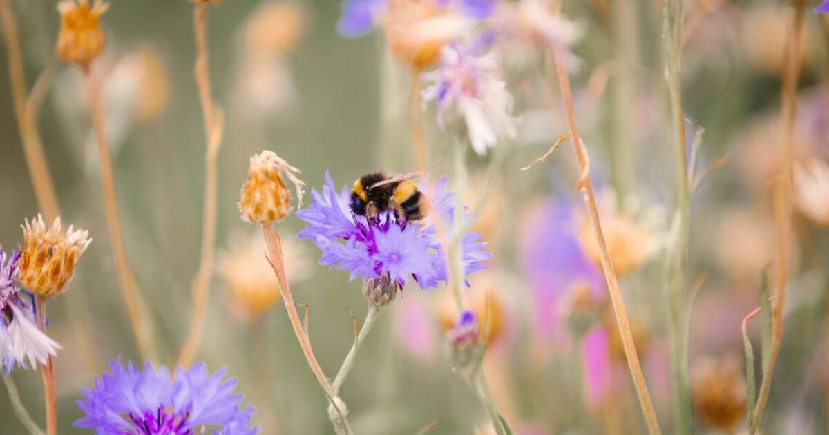 Walks and talks for Biodiversity Week in Cork's Little Island tomorrow
