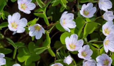 Why some plants open by day and close at night