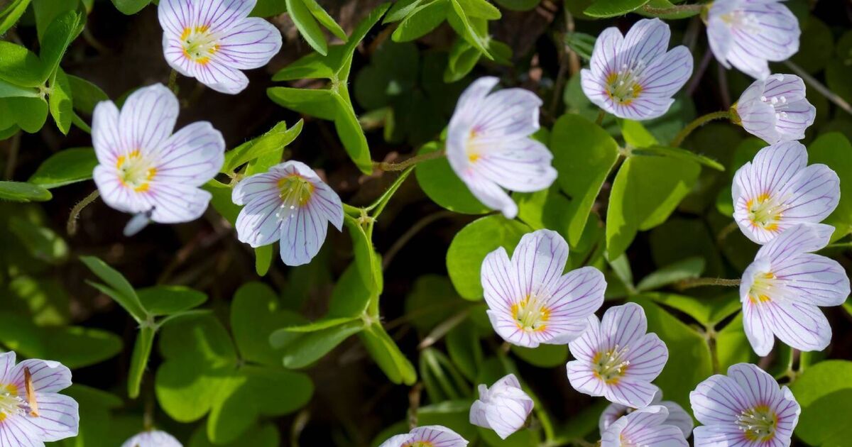Why some plants open by day and close at night
