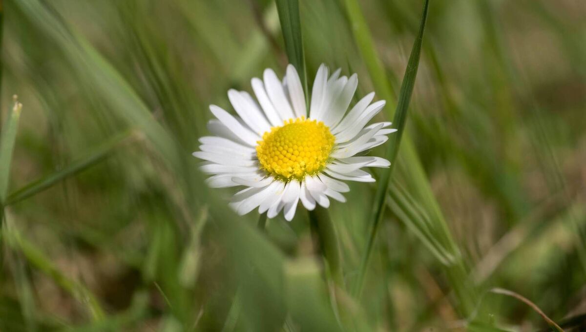 The humble daisy is one example of a flower that follows daily opening-and-closing rhythms. Its petals spread wide in daylight and fold inward in darkness.	Picture: iStock
                    