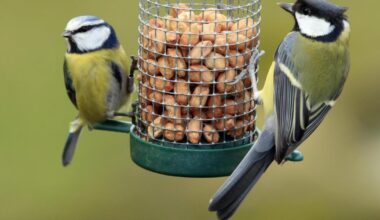 Great tits under threat from global warming