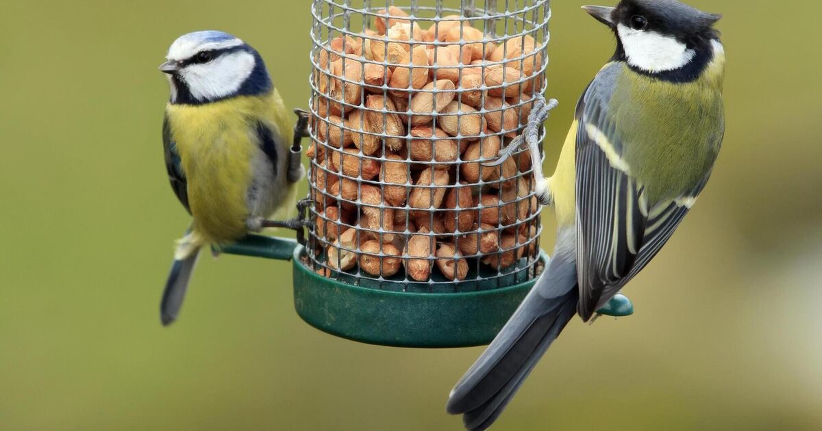 Great tits under threat from global warming