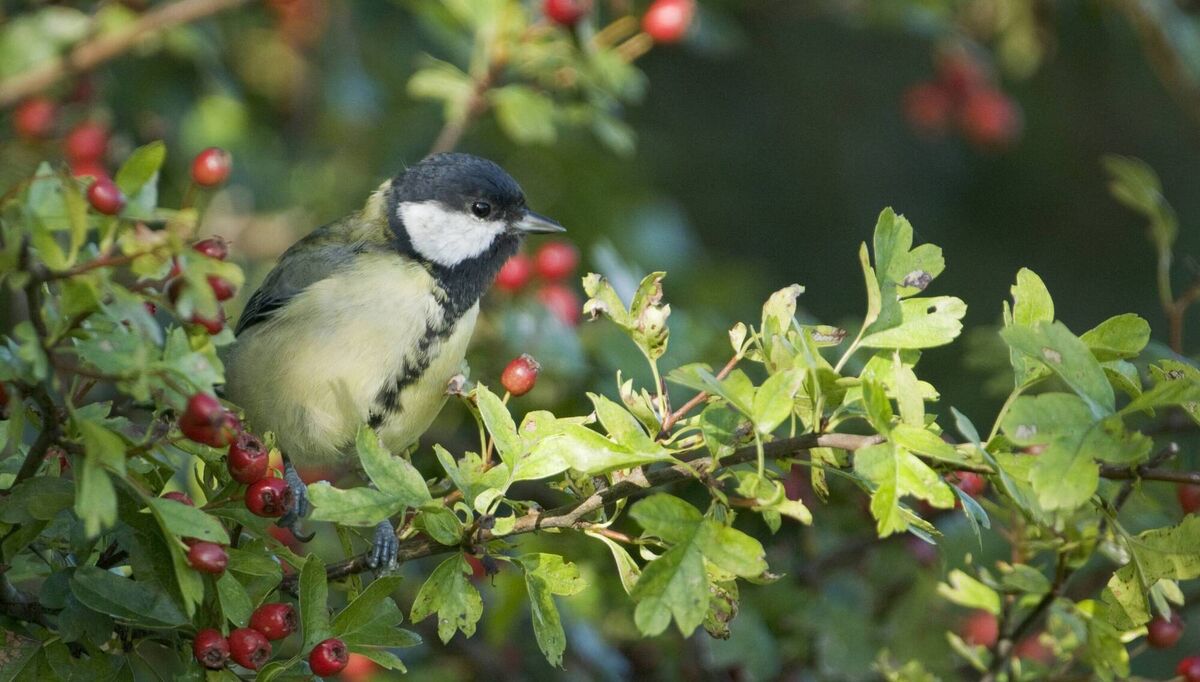 Research showed that spells of cold or wet weather, if they occur soon after eggs hatch, can have disastrous impacts on great tit nestling growth and chick survival. Picture: iStock