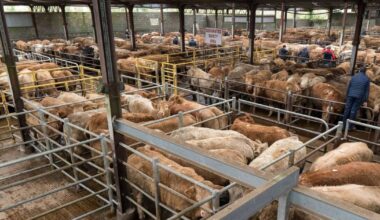 Hats off to my Angus as he heads for the mart ring