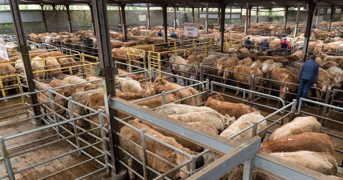 Hats off to my Angus as he heads for the mart ring