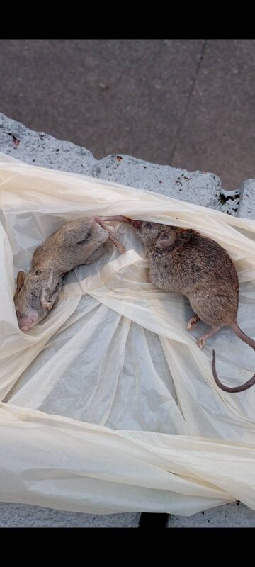 Two dead rats in a refuse sack in Ms Cassells’ home.