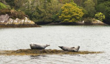 What will it take for Ireland to prioritise marine protection?