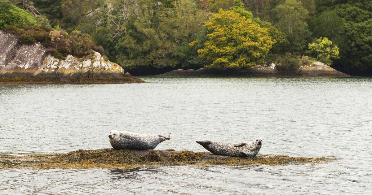 What will it take for Ireland to prioritise marine protection?