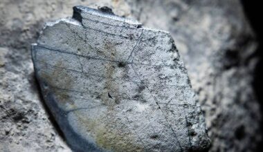 330-million year-old shark teeth discovered in the Burren