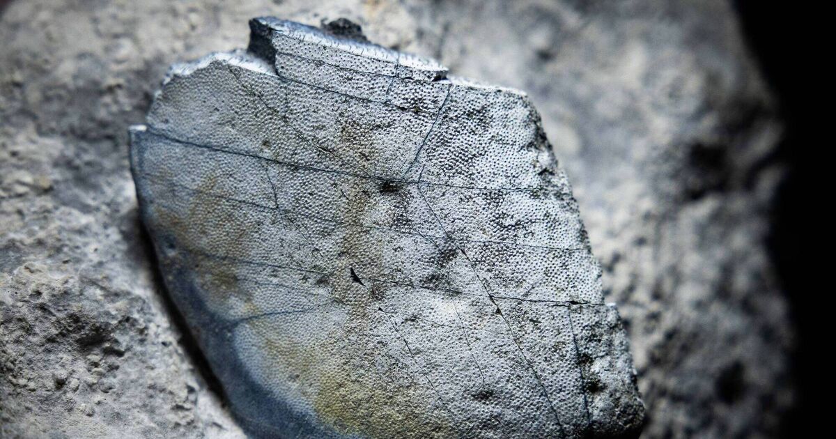 330-million year-old shark teeth discovered in the Burren