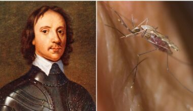 Cork City Council to consider tiny statue honouring mosquito linked to Oliver Cromwell’s death