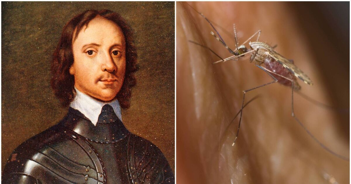 Cork City Council to consider tiny statue honouring mosquito linked to Oliver Cromwell’s death