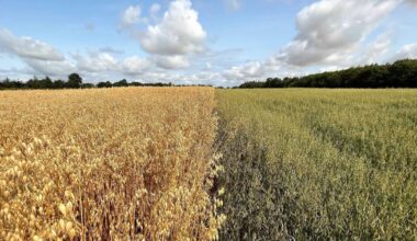 Irish-grown oats have untapped nutritional potential that could boost consumer health, study finds