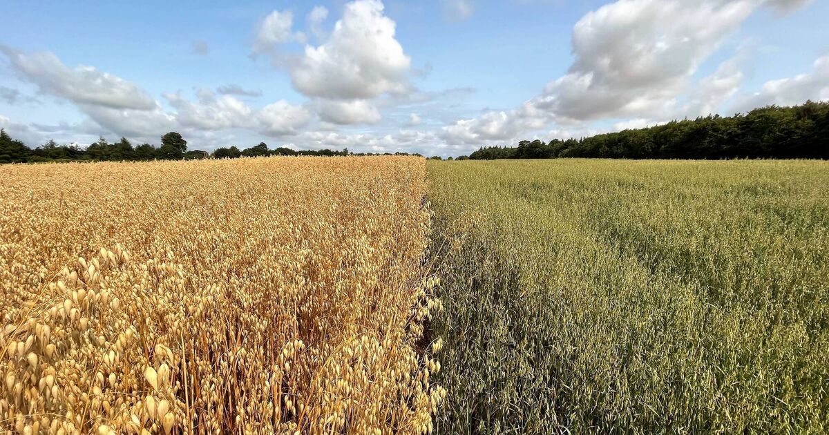 Irish-grown oats have untapped nutritional potential that could boost consumer health, study finds