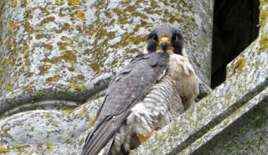 Falcons make home atop Cork cathedral