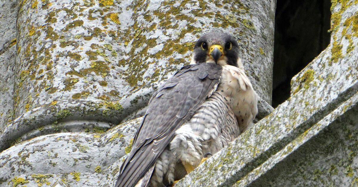 Falcons make home atop Cork cathedral