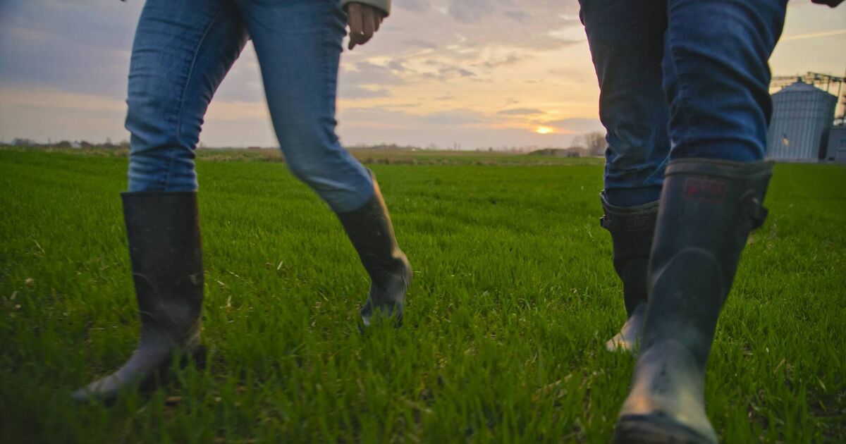 One of Ireland’s top-performing suckler farms to host farm walk