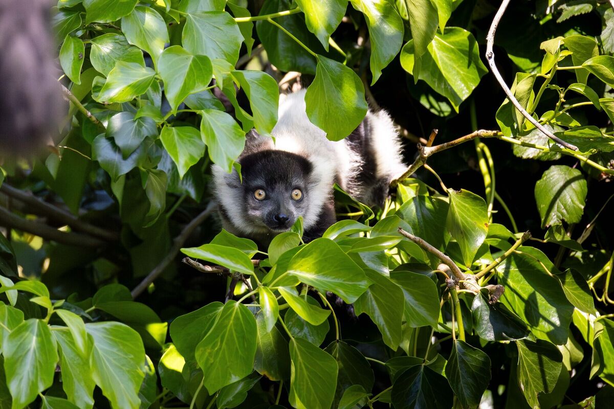 Fota Wildlife Park announced the birth of two critically endangered black-and-white ruffed lemur babies, born on 21st of April to first-time mother Romy and father Iray, following a gestation period of 102 days. Picture: Michael O'Sullivan / OSM PHOTO