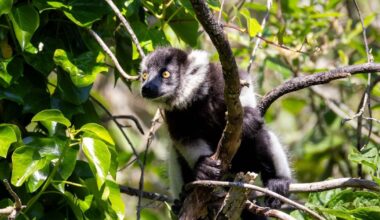 Fota Wildlife Park asks public to help name endangered baby lemurs