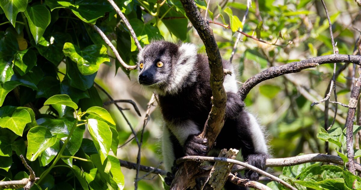 Fota Wildlife Park asks public to help name endangered baby lemurs