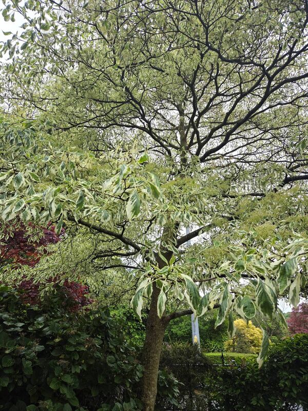 Mature wedding cake tree in the front garden of Cúl Árd, Ardfoyle Crescent