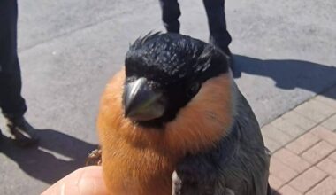 Gardaí recover wild bullfinch after search warrant in Limerick 