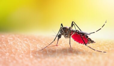 Mosquitoes can become attracted to common insect repellent chemical, study suggests – The Irish Times
