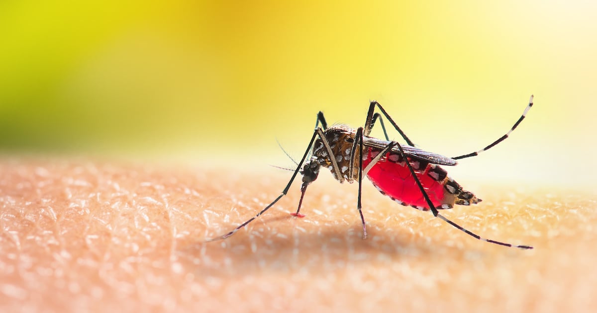 Mosquitoes can become attracted to common insect repellent chemical, study suggests – The Irish Times