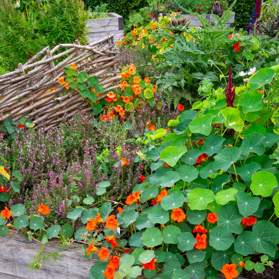 annual nasturtiums in a mixed bed of herbs and flowers in late summer. annual nasturtiums in a mixed bed of herbs and flowers in late summer.