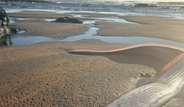 Rare fish with links to doomsday lore returned to sea after washing up in Co Clare – The Irish Times