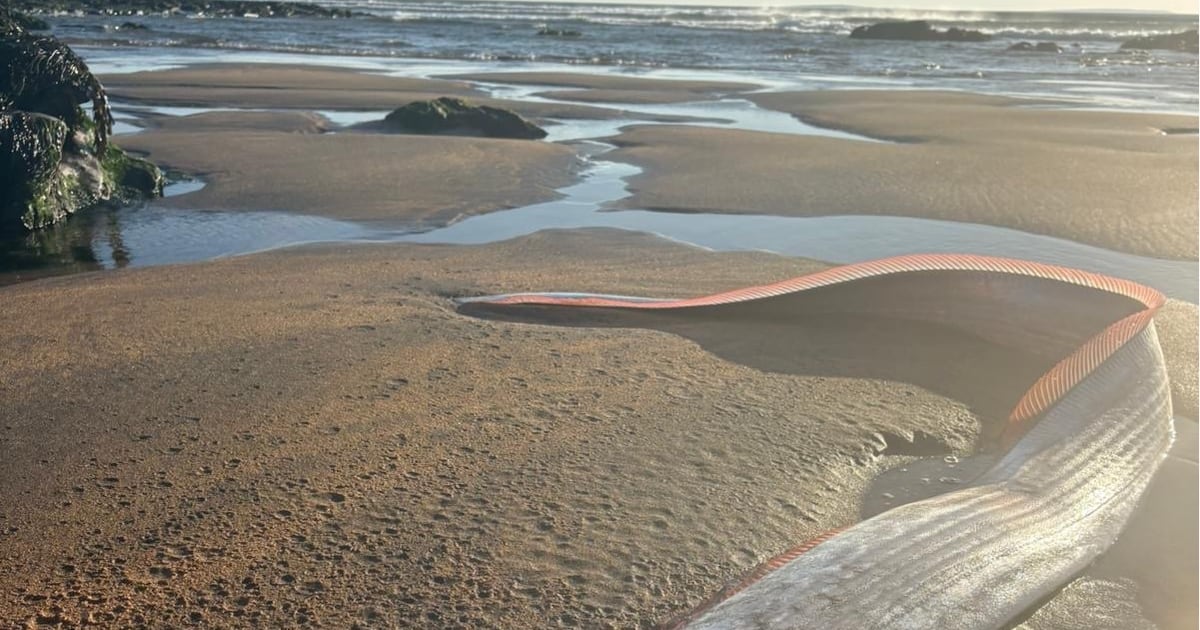 Rare fish with links to doomsday lore returned to sea after washing up in Co Clare – The Irish Times