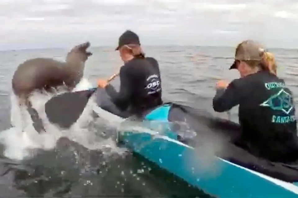 Sea lion jumps on canoe racing in California bayCredit: Alan Luckow via Storyful