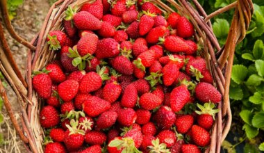 Benefits Of Eating Strawberries