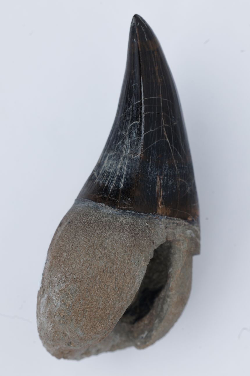 The ferocious Tylosaurus rex had sawlike teeth that tore into prey. Here's a single tooth from a Perot Museum specimen.