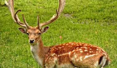 Laois TD Demands Deer Be Tested For TB