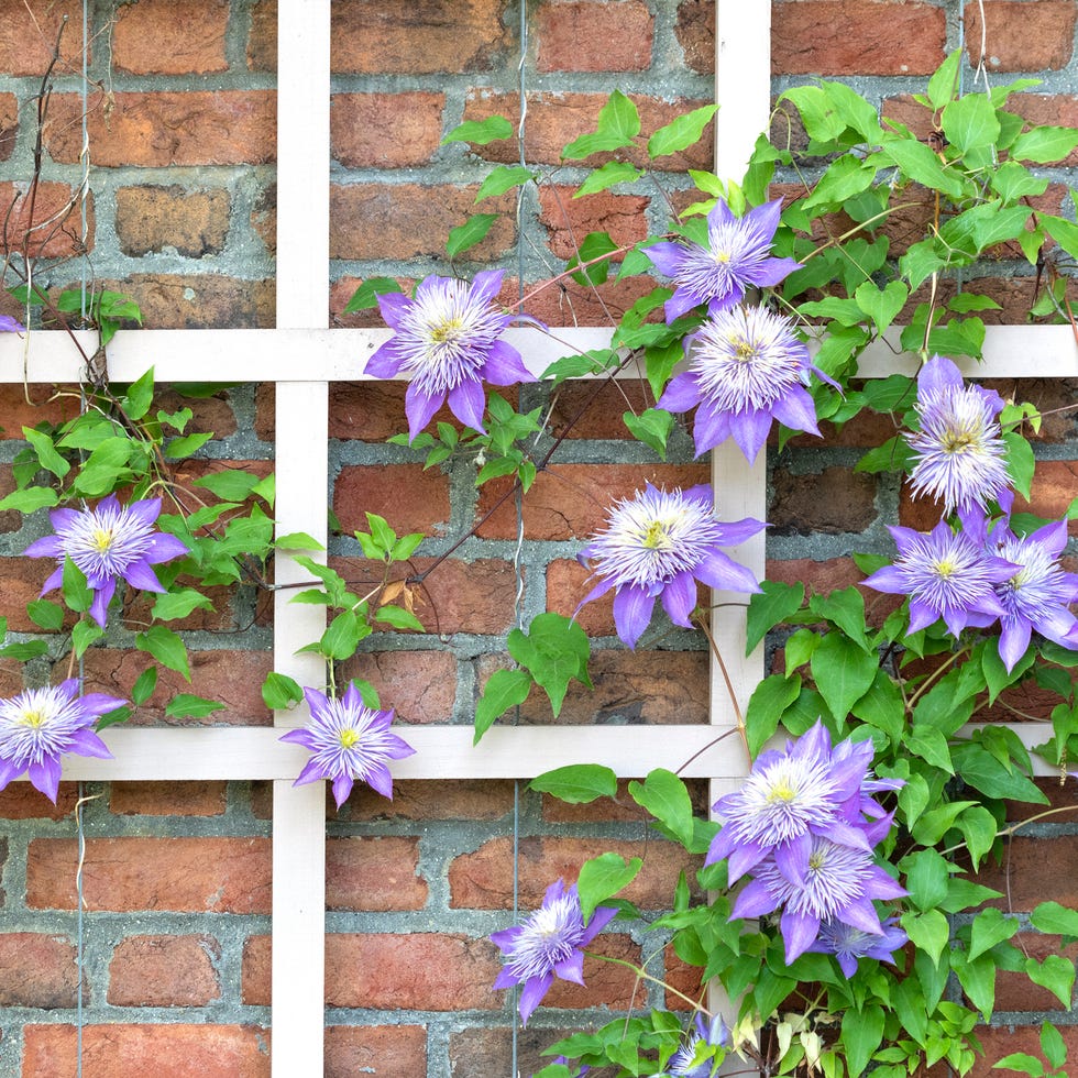 Clematis clematis growing on a trellis