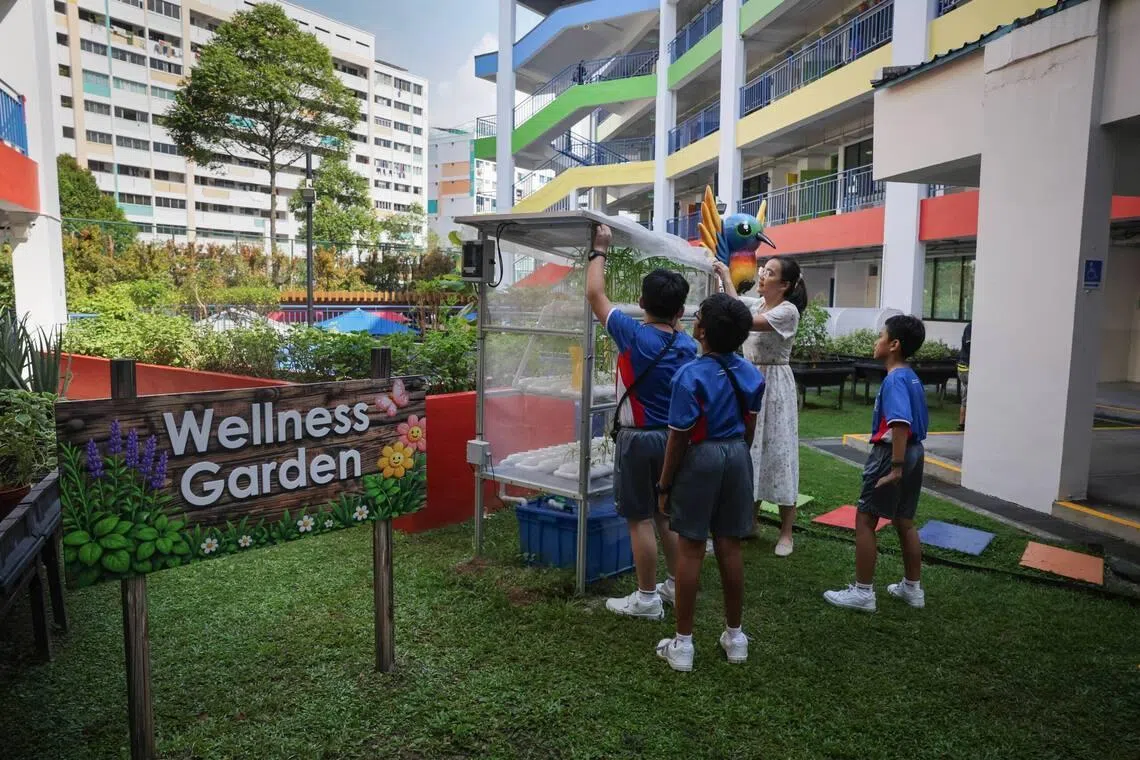 Naval Base Primary School’s refreshed Wellness Garden, where students grow and harvest greens, such as kangkung, for distribution to nearby residents.